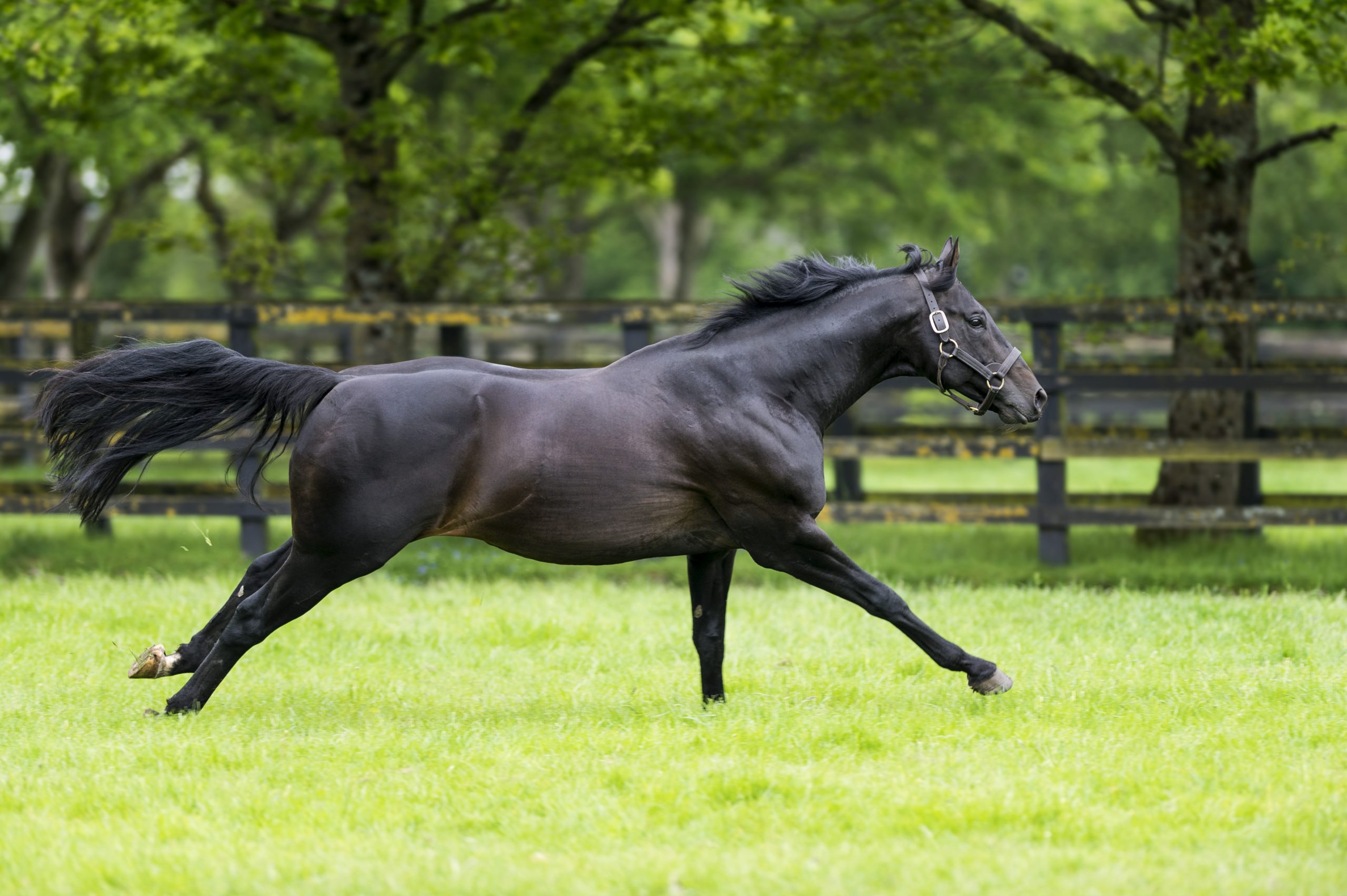 Western Comandor lands Maiden Hurdle at Down Royal