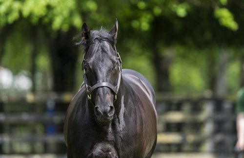 El Rio wins in fine style at Ascot