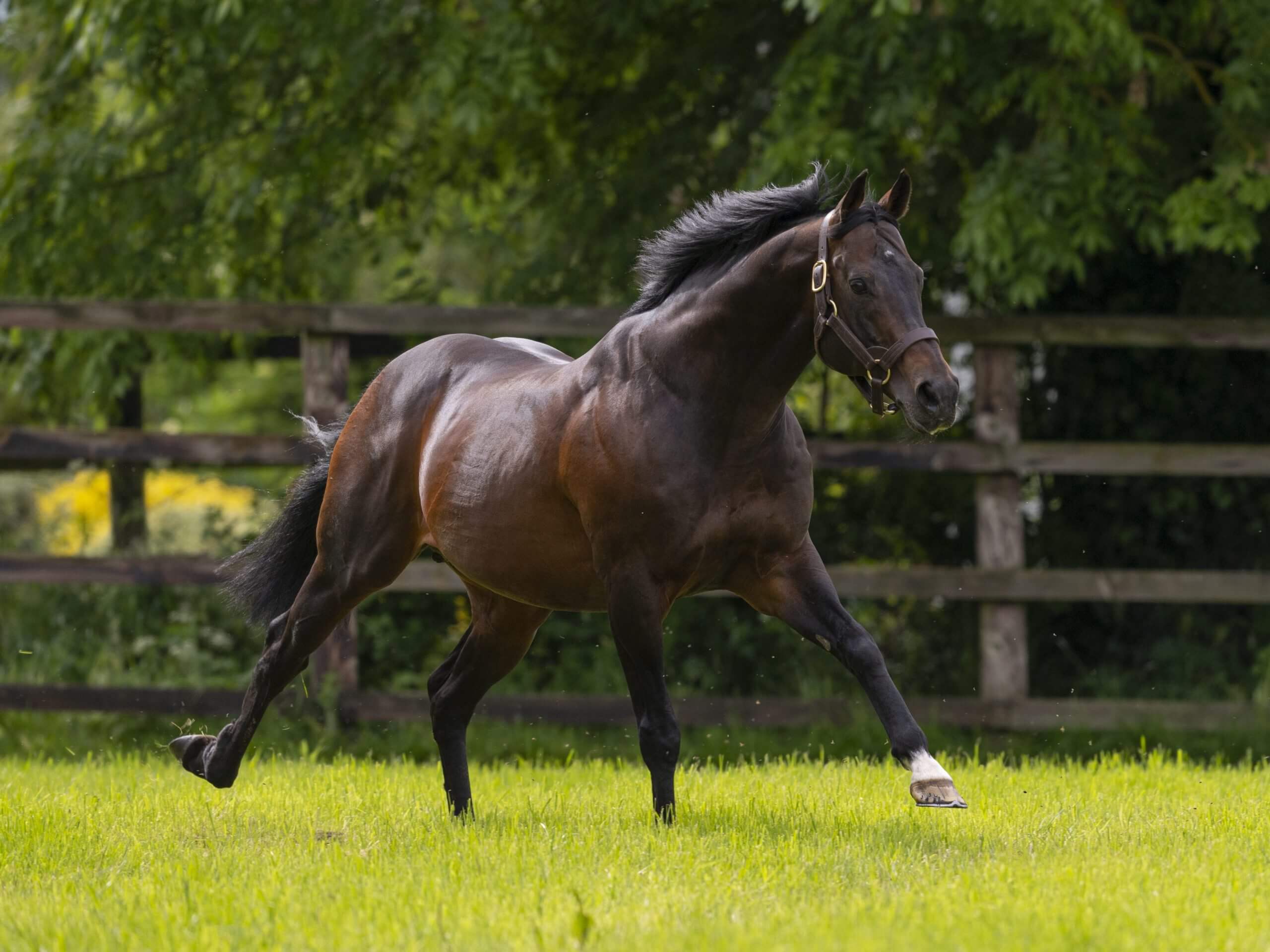 Egot wins Prix Servanne at Chantilly