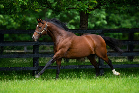 WISE EAGLE lands the Queen’s Cup!