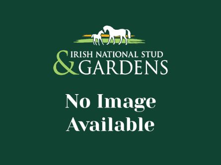 Irish National Stud and Gardens to partner with The Curragh Racecourse-thumbnail