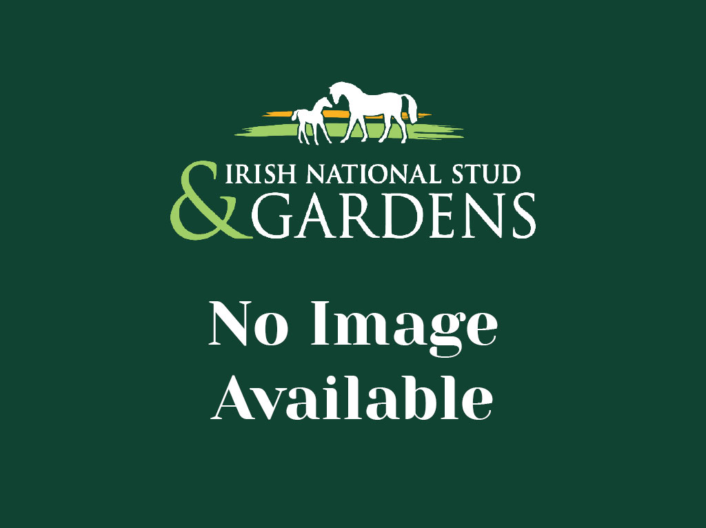 Countdown to Christmas at the Irish National Stud & Gardens November 26th & 27th