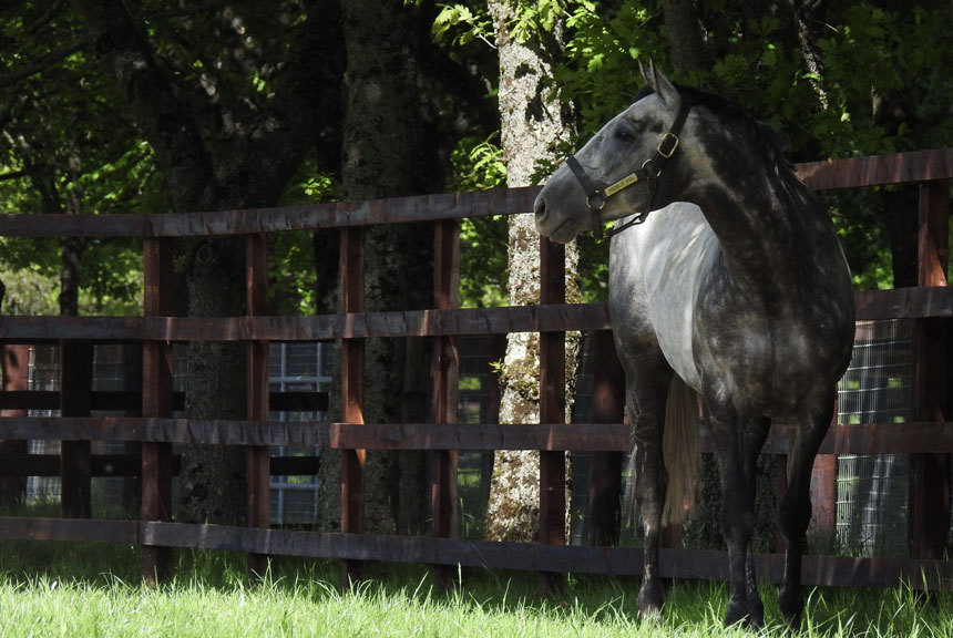 Cheshire Dancer Triumphs: Securing Win Number 8!