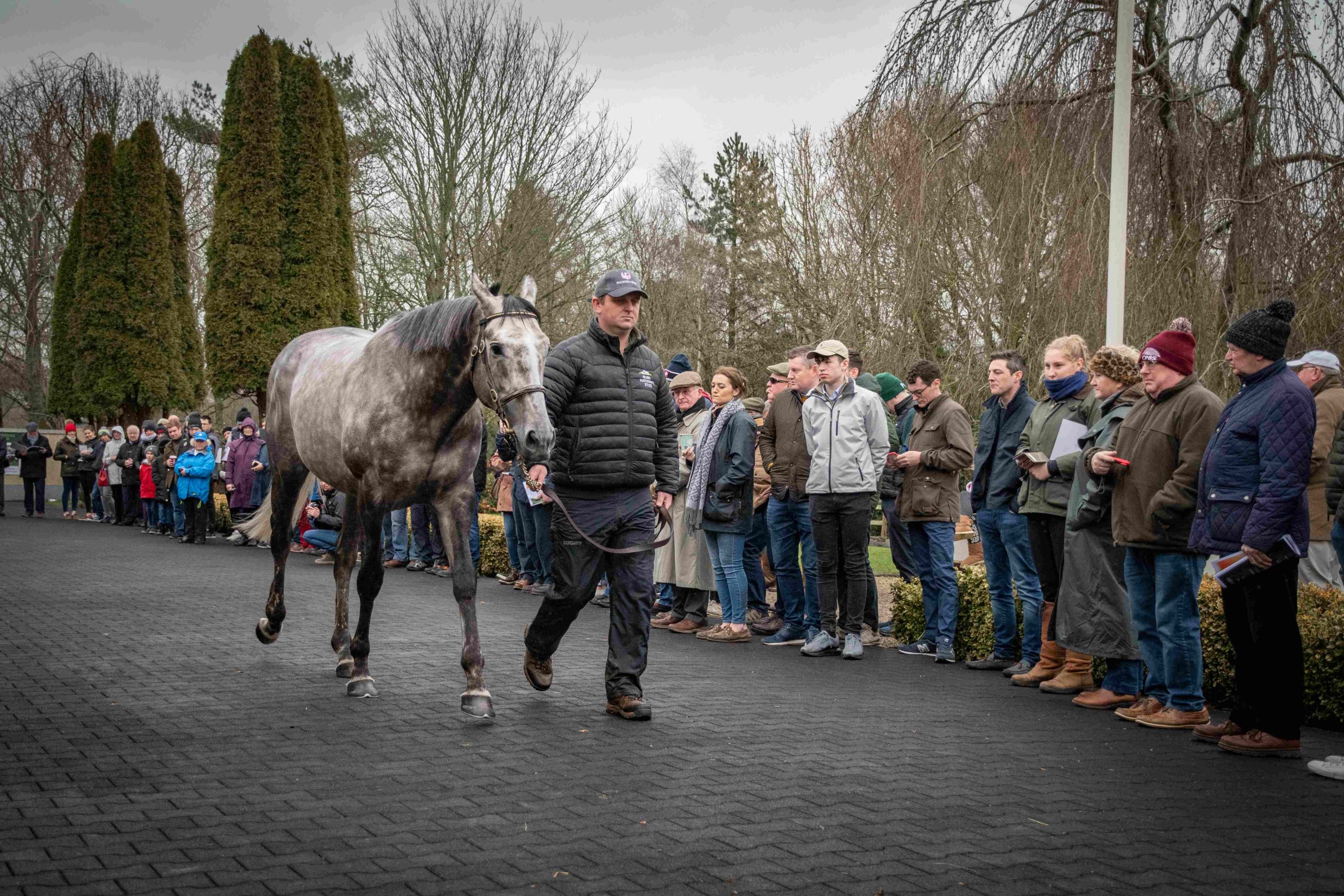 Phoenix Of Spain First Foals Impressing Breeders