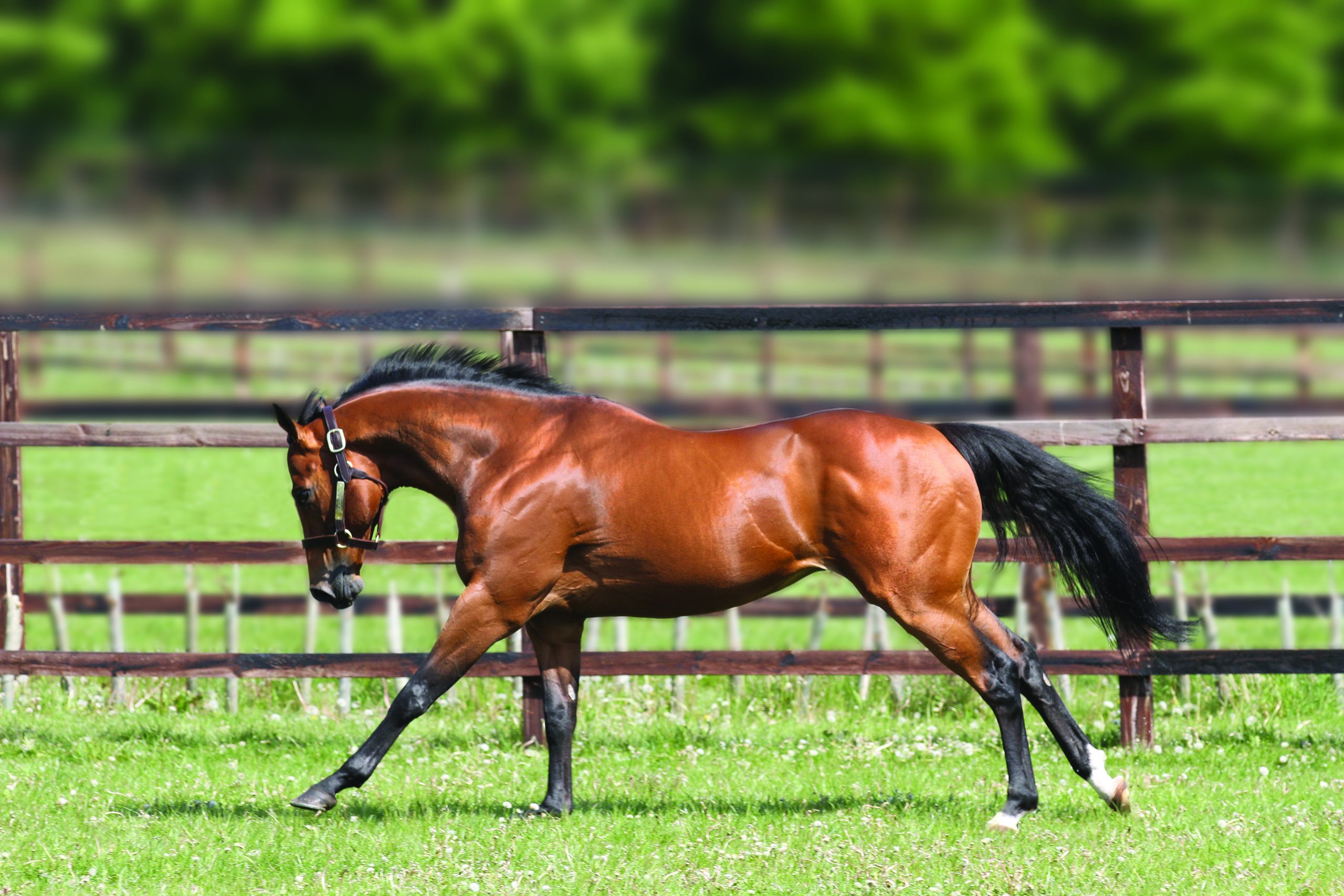 Equilateral Wins the Group 2 Sprint in Meydan for Equiano