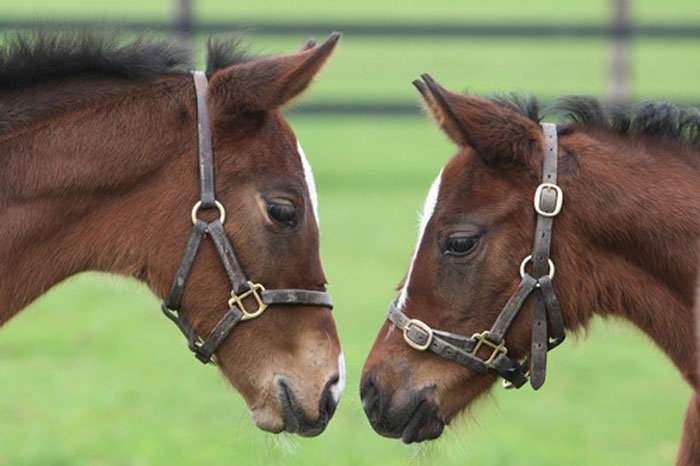 Foals