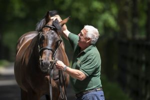 Invincible Spirit Stallion Irish National Stud