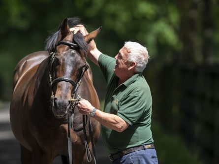 New York City punches ticket to Royal Ascot for sire Invincible Spirit-thumbnail