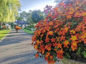 Flowers of the Irish National Stud & Gardens 