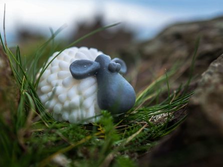 Star product of the month ‘The Curragh Sheep’-thumbnail