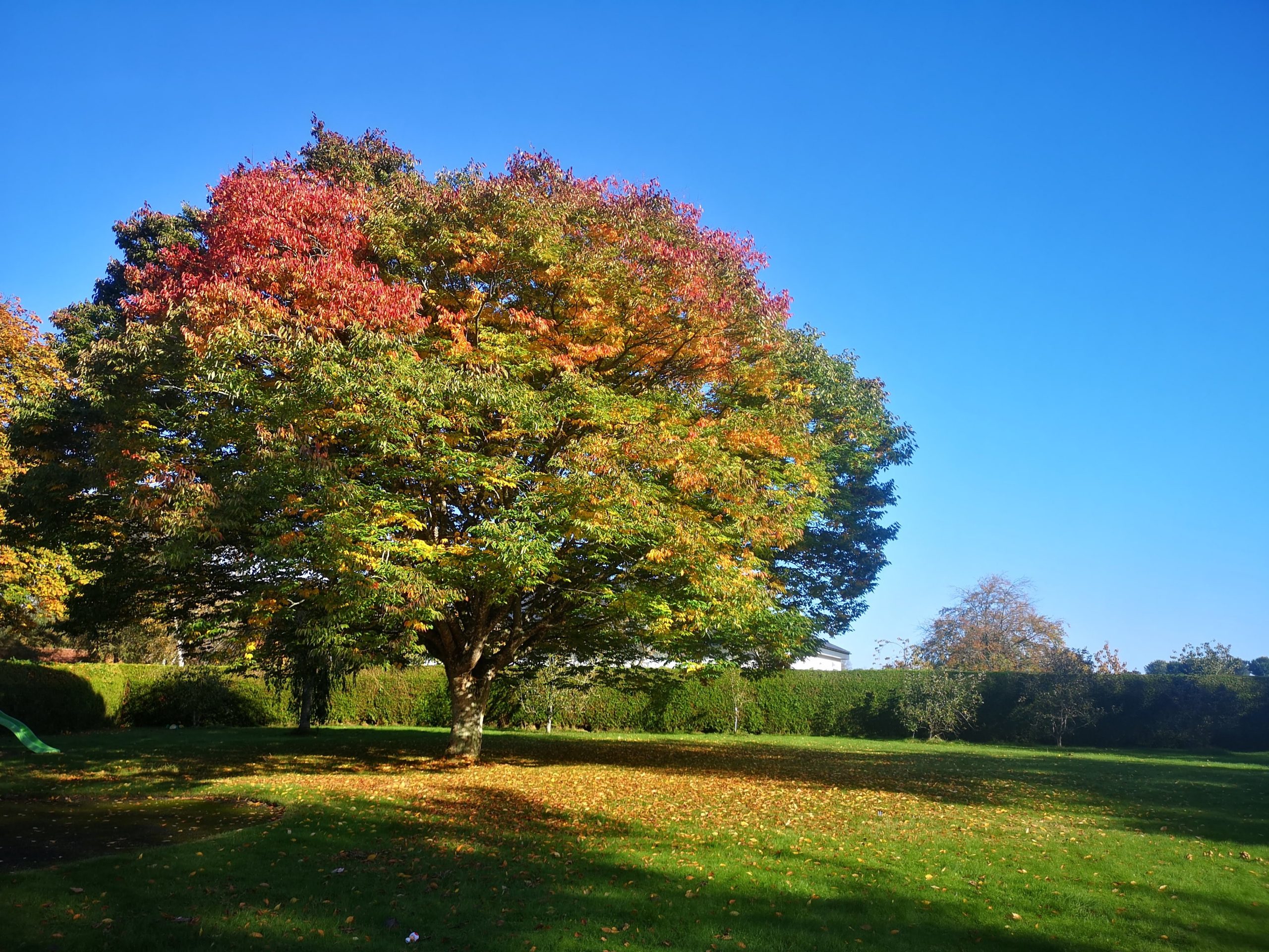 Top 10 Trees with colourful Autumn foliage here on the Farm & Gardens