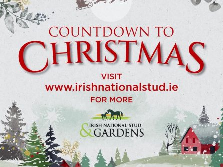 Countdown to Christmas Celebrations at the Irish National Stud & Gardens-thumbnail