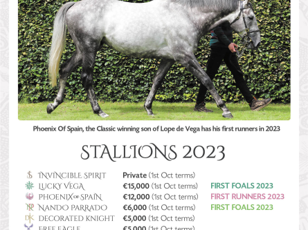 Irish National Stud Stallion Fees 2023-thumbnail
