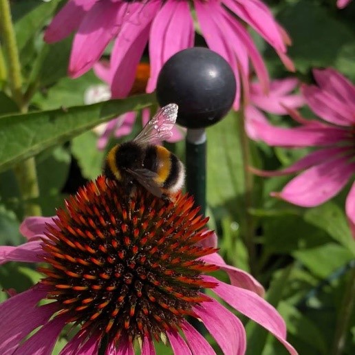 The Bees at the Irish National Stud