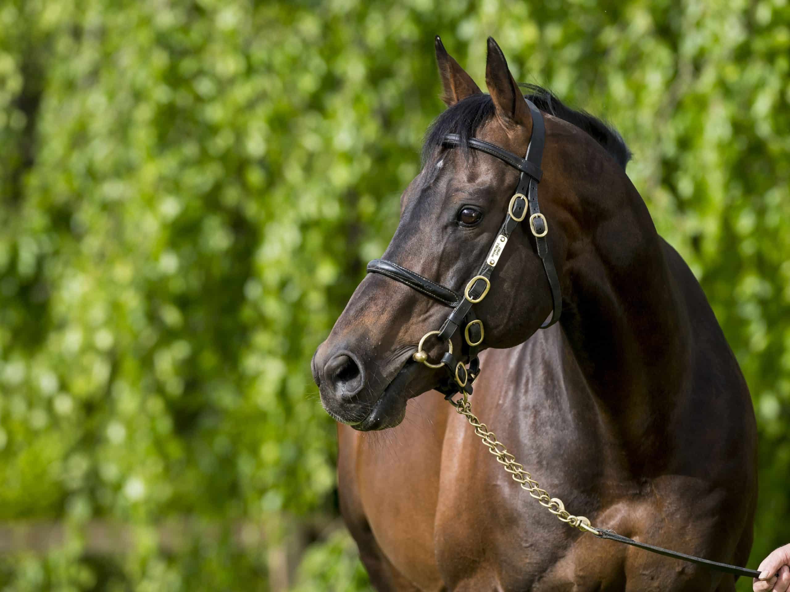Group 2 success for Invincible Spirit