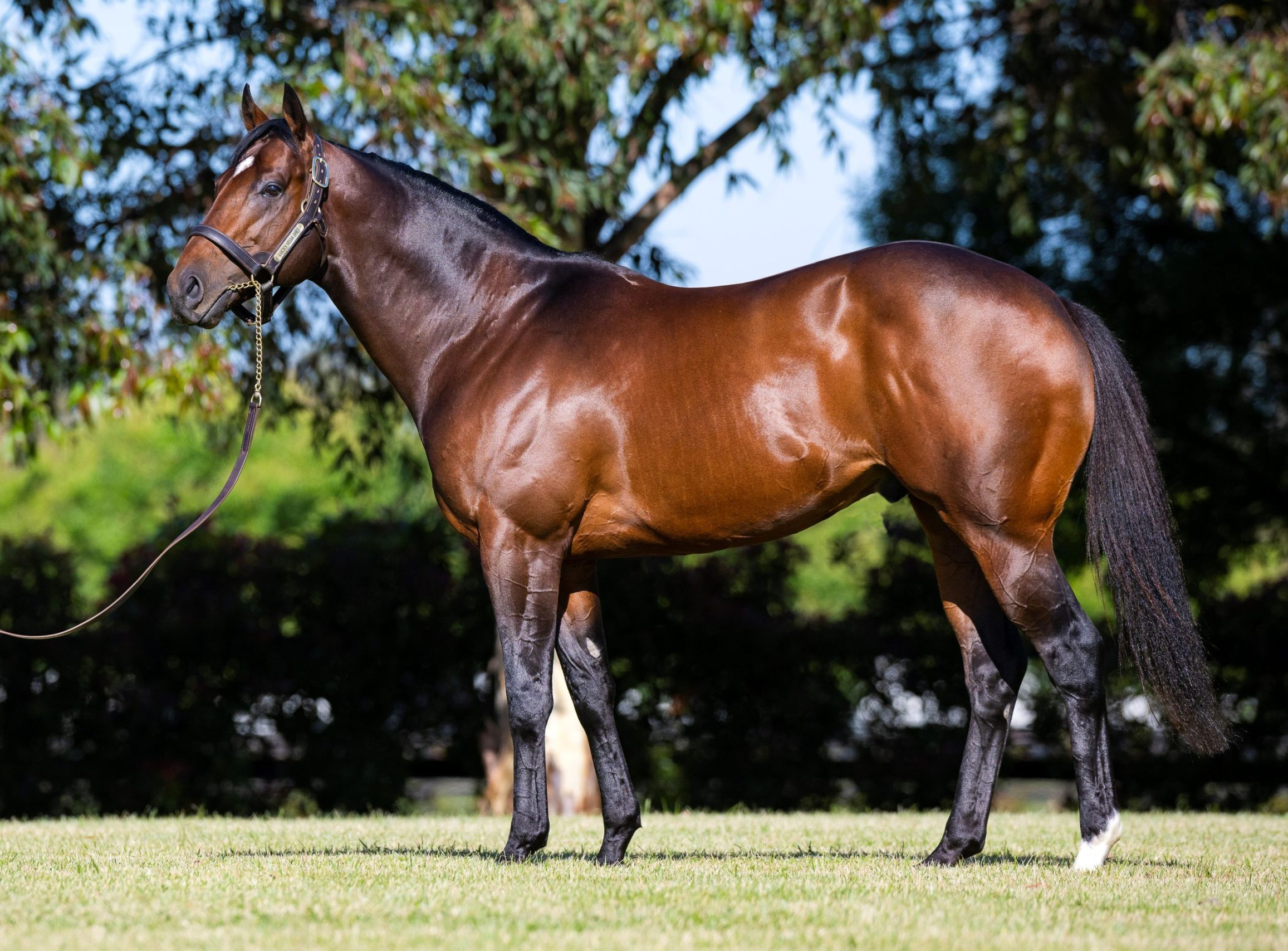 Star studded first book of mares for Lucky Vega