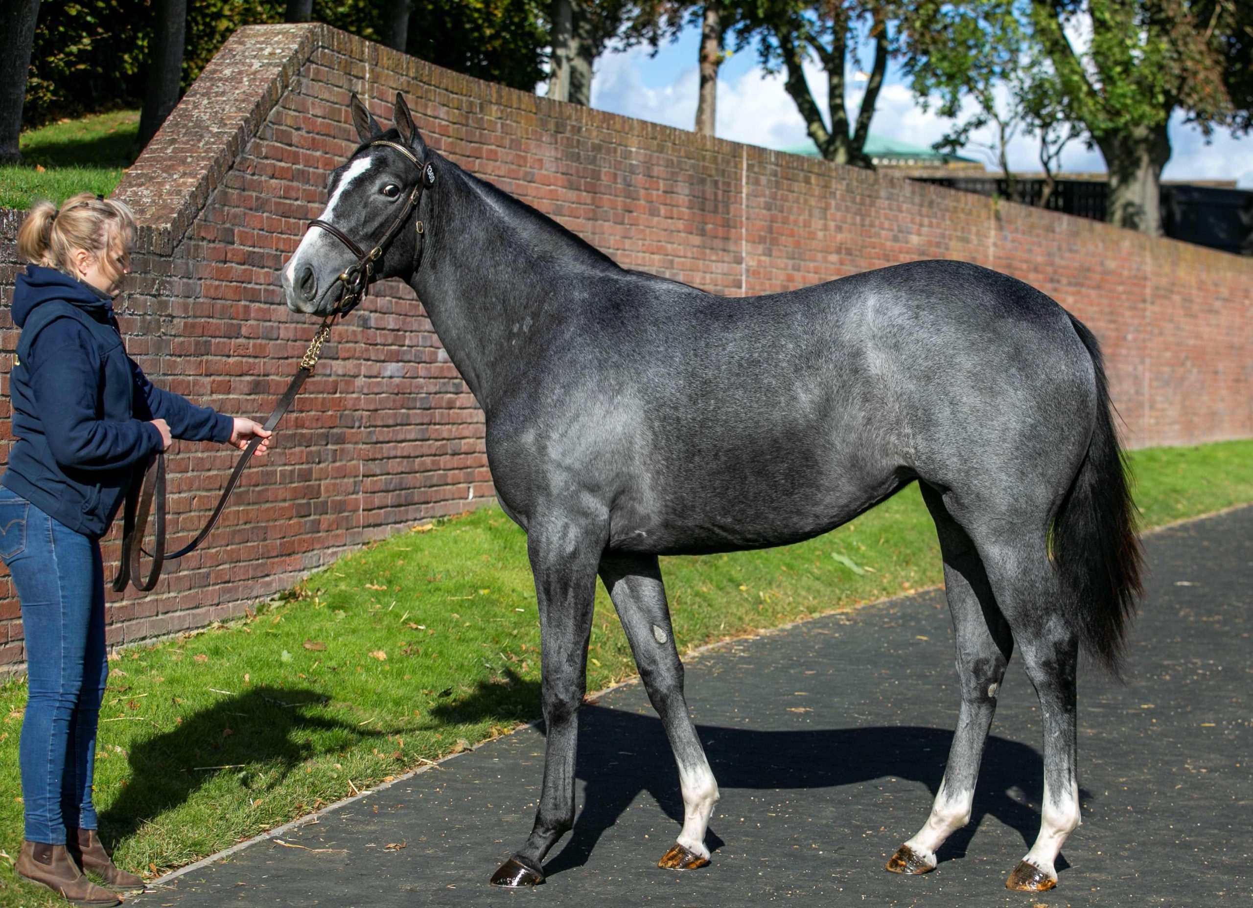 Phoenix Of Spain first yearlings find the right homes