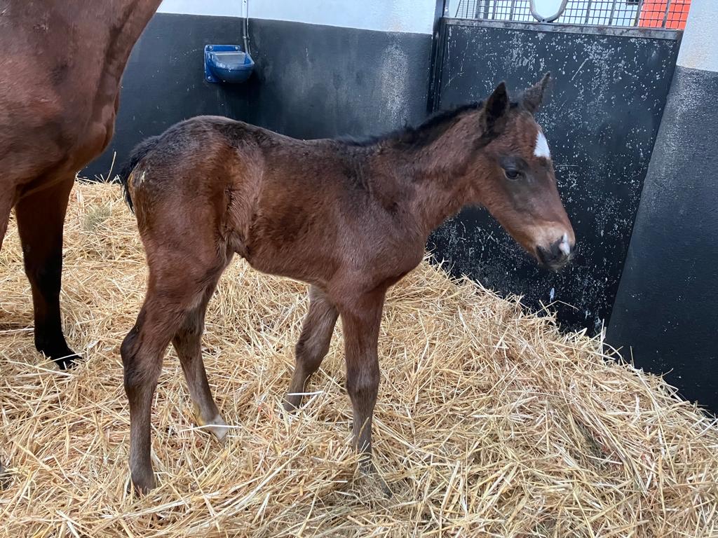 Nando Parrado’s first foal