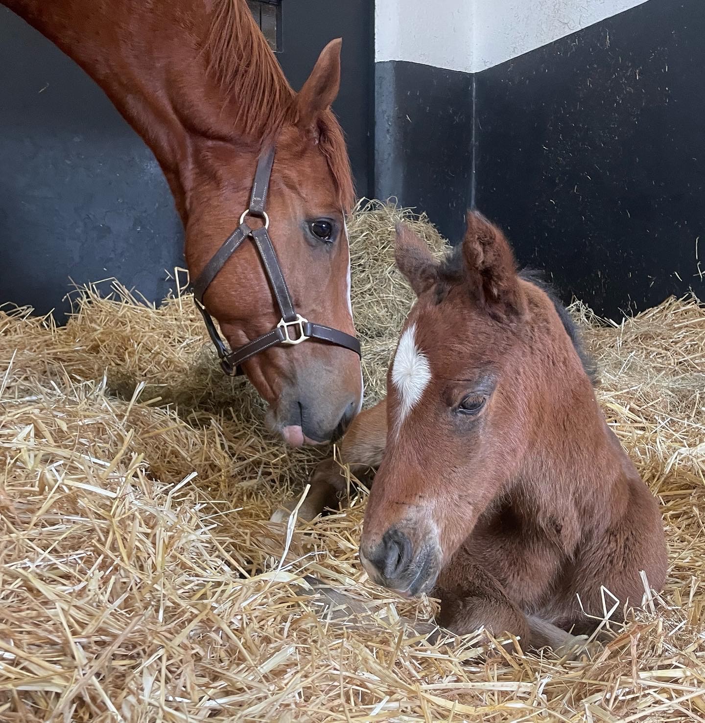 The first foals arrive at the Irish National Stud