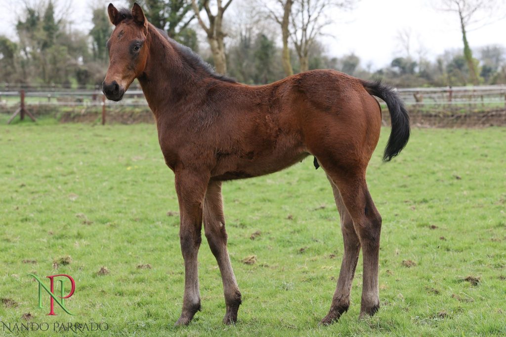 Colt ex Conquest Partygirl, Bred by Ballinvrina Stud.