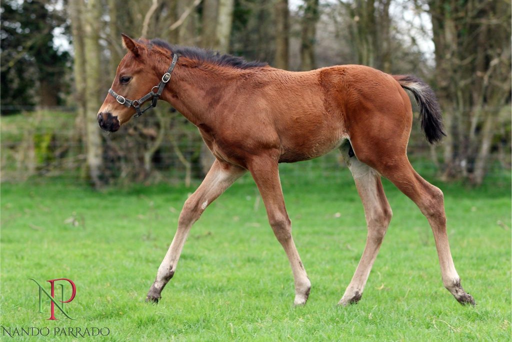 Nando Parrado colt ex Madam Macie. Bred by Michael Mc Glynn