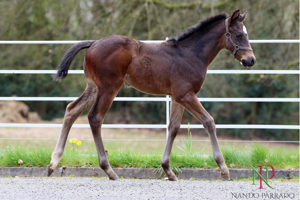 Nando Parrado colt ex Hocus Pocus Crocus. Bred by Sarah MacCann.