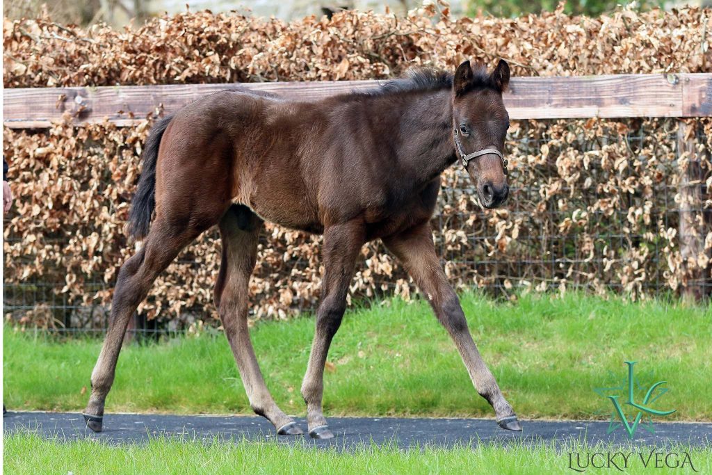Lucky Vega colt ex Bubbling Up pictured at Baroda Stud