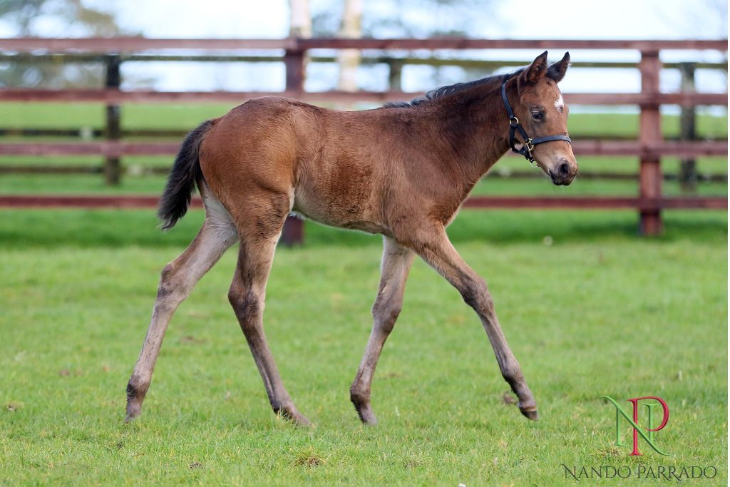 Nando Parrado filly ex Hanvarana. Bred by The Irish National Stud.