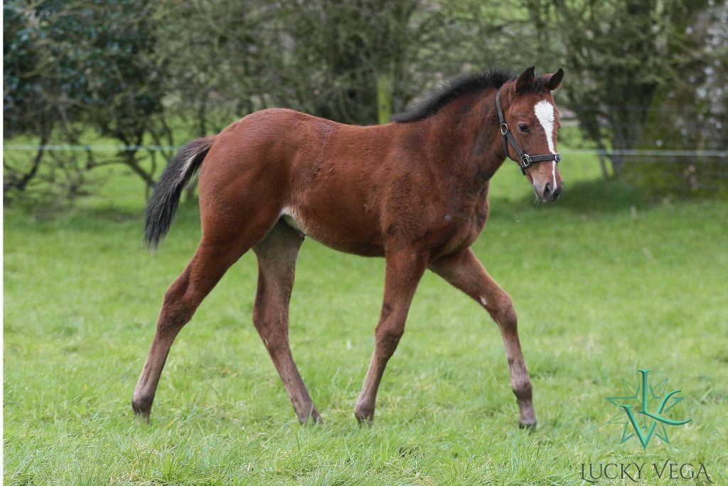 Lucky Vega filly ex Palmetto Bay