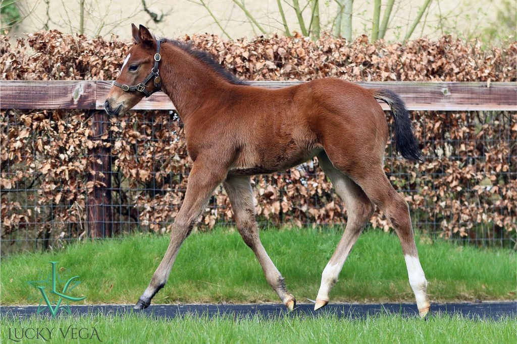 Lucky Vega Colt ex Ame Celeste, Bred by Yulong Stud