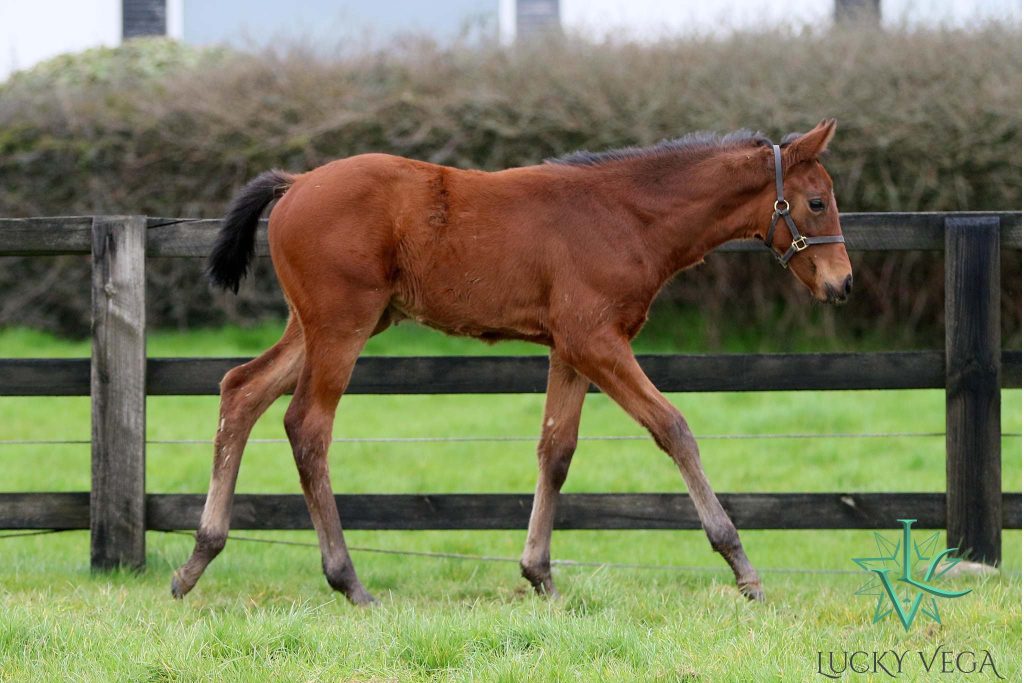 Lucky Vega Filly ex Supreme Seductress, Bred by Derek Gibbons