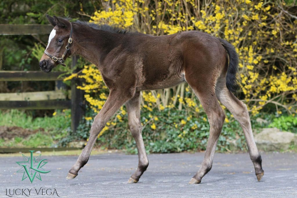 Lucky Vega filly ex Rasan. Pictured at Mountain View Stud