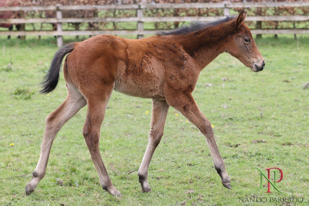 Nando Parrado filly ex Montbretia. Bred by Peter Mc Cutcheon