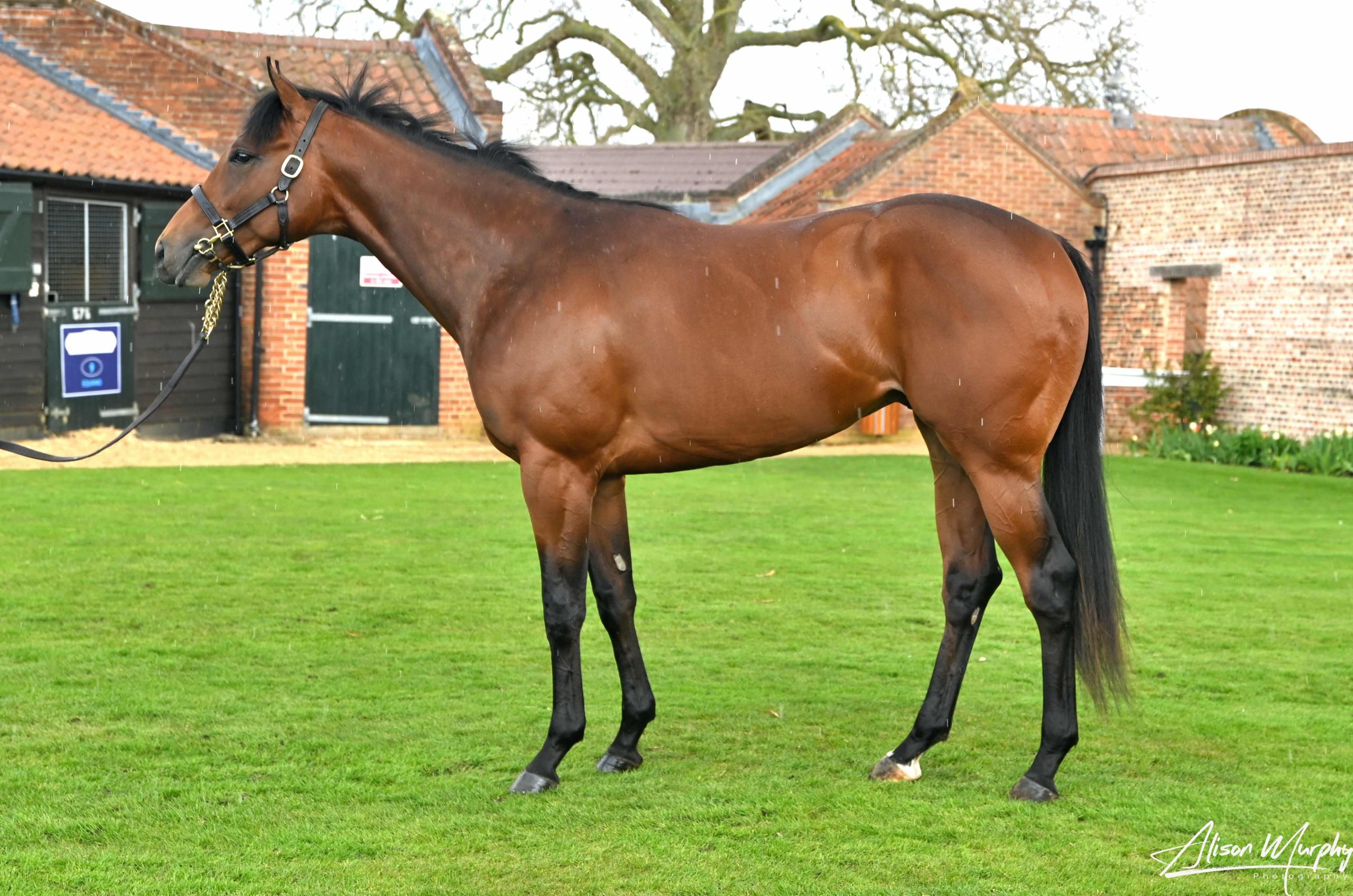 Equiano full-brother to The Tin Man sells for 170,000gns