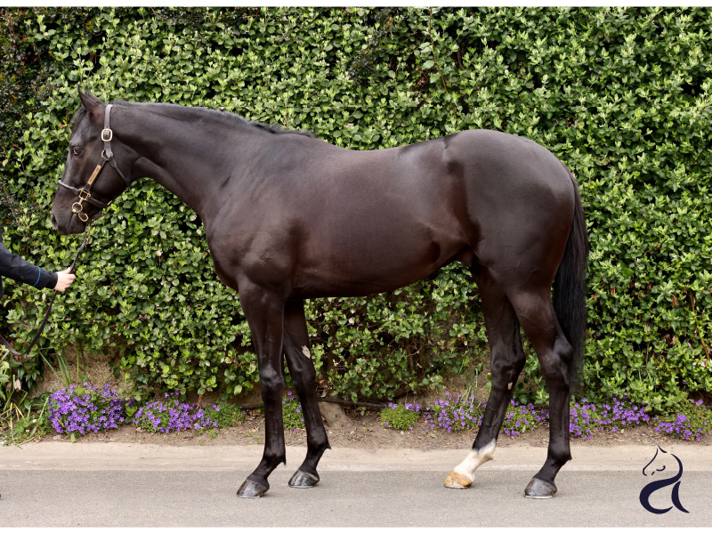 Phoenix colt sells for €160,000 at Arqana