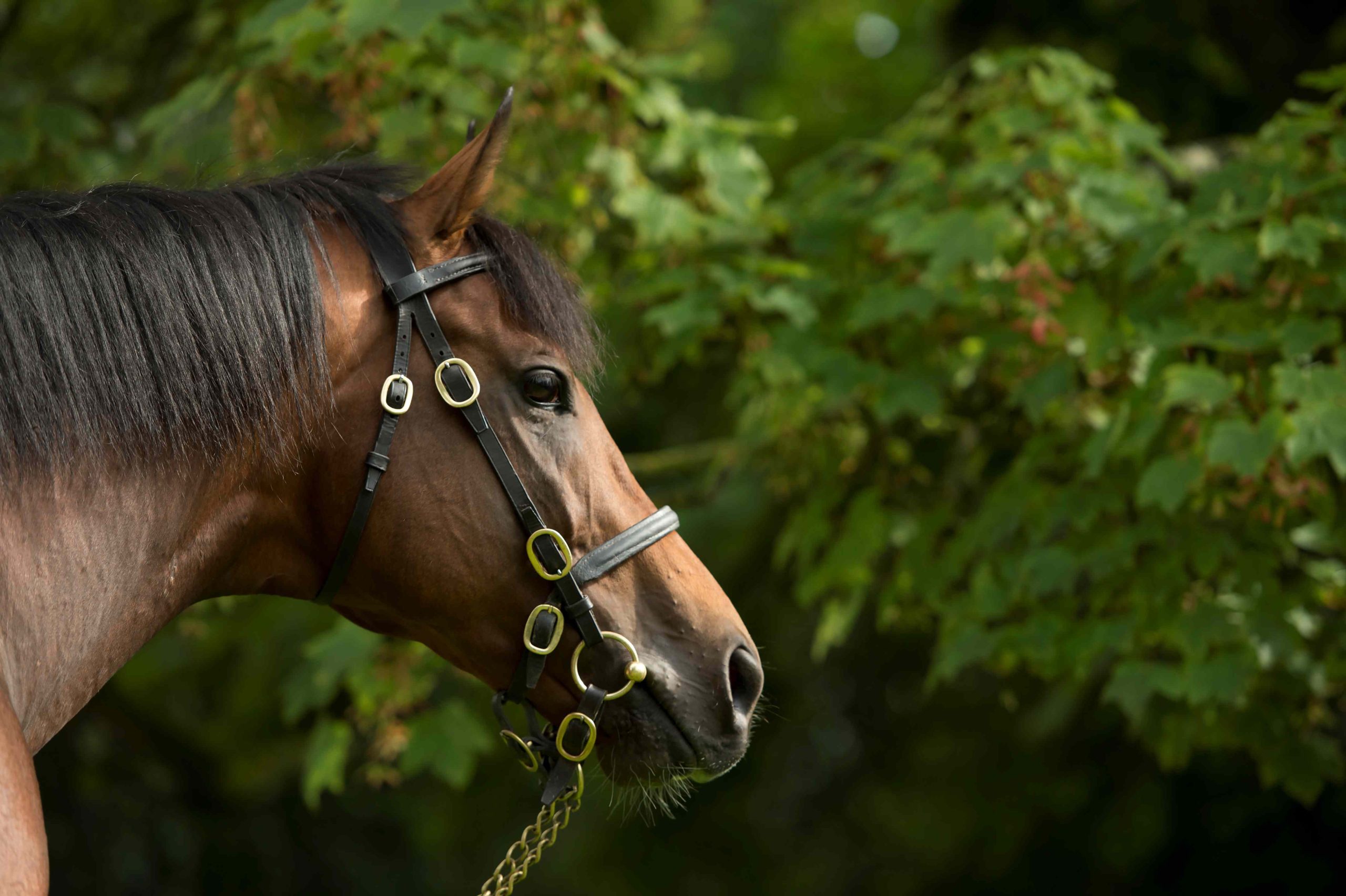 Equality Triumphs in Coral Charge, Continuing His Ascendance