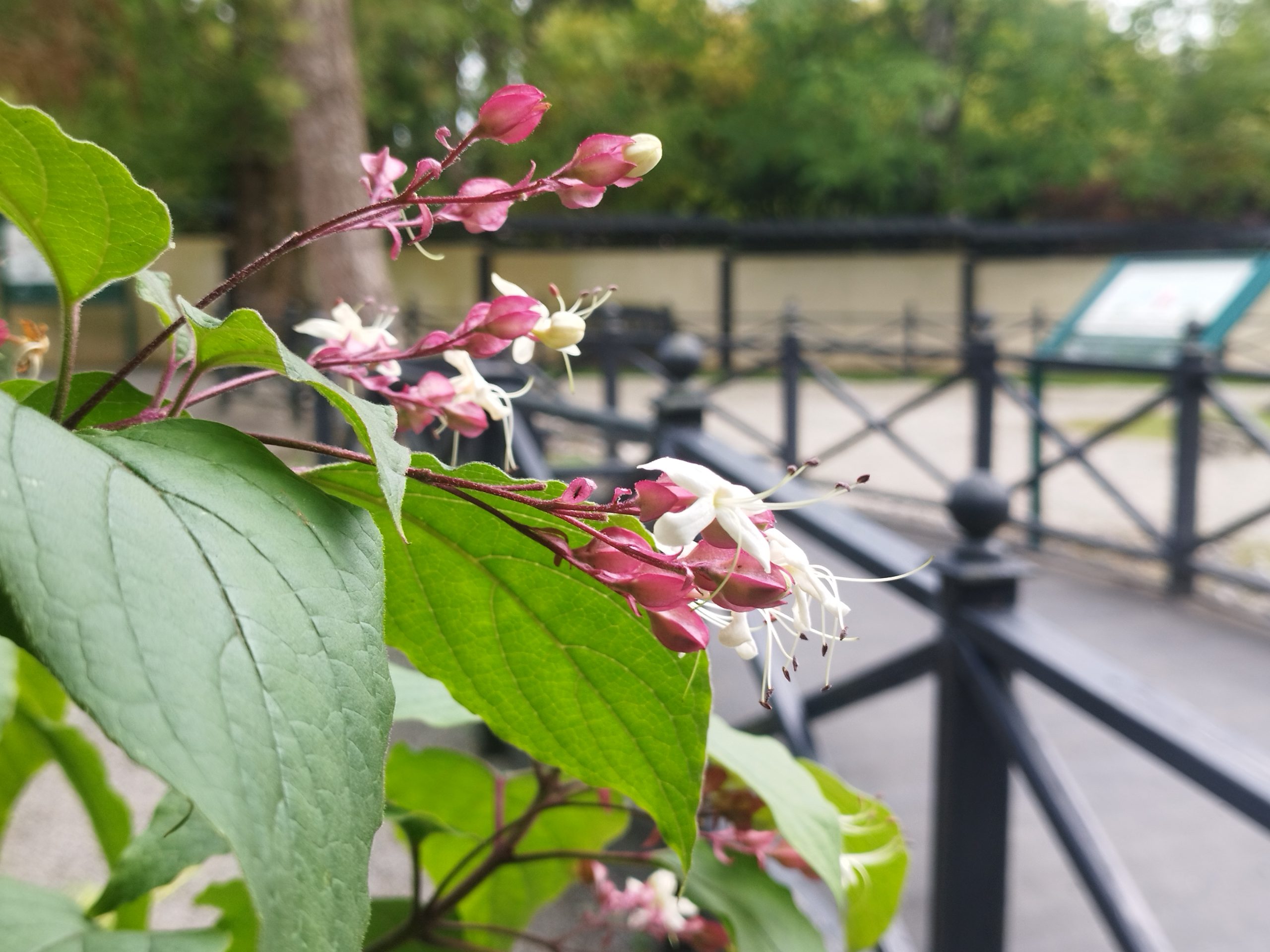 Exploring Botanical Wonders: Unique Plants at the Irish National Stud and Gardens