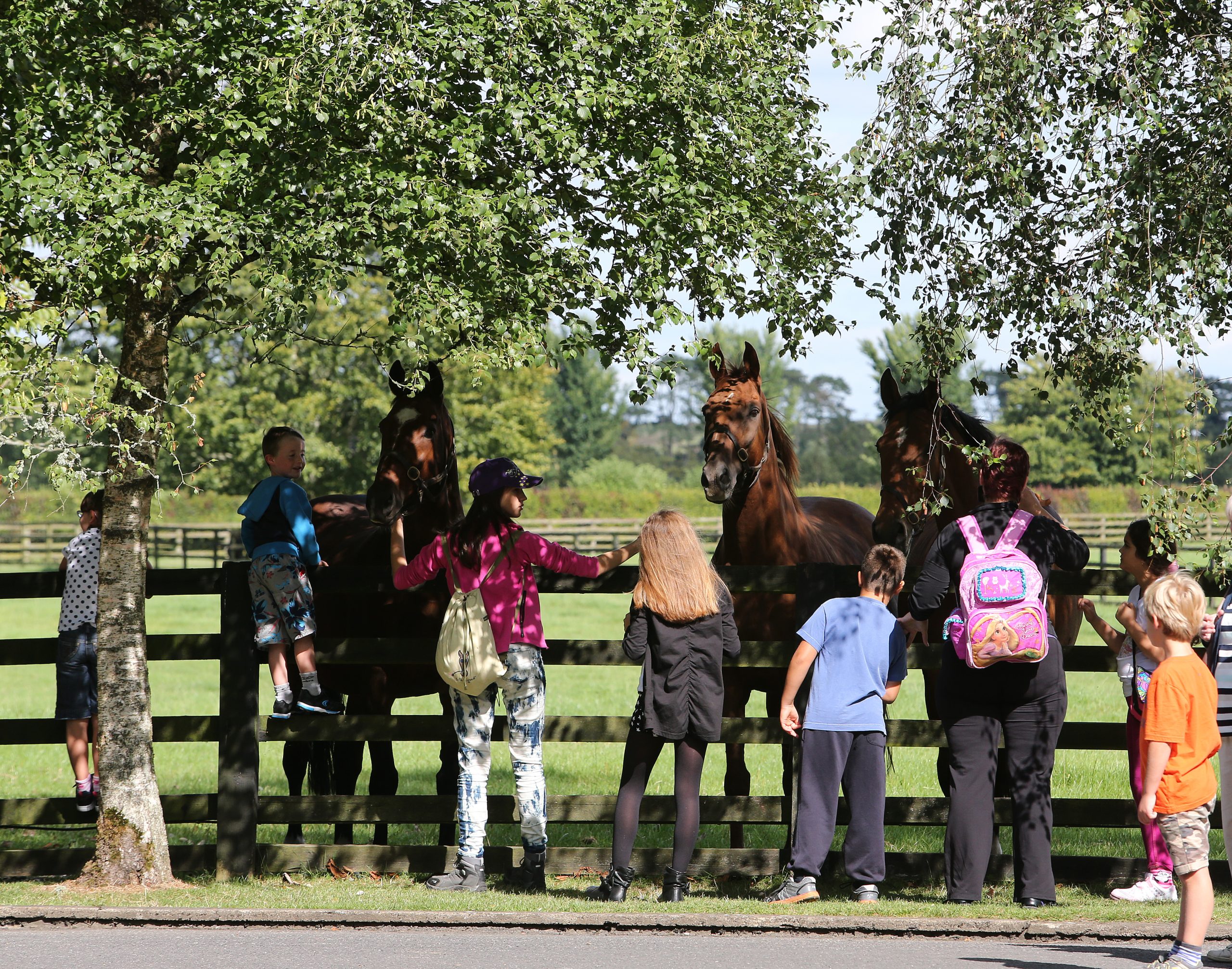 Living Legends at the Irish National Stud: Hurricane Fly, Faugheen, Hardy Eustace, and Beef or Salmon