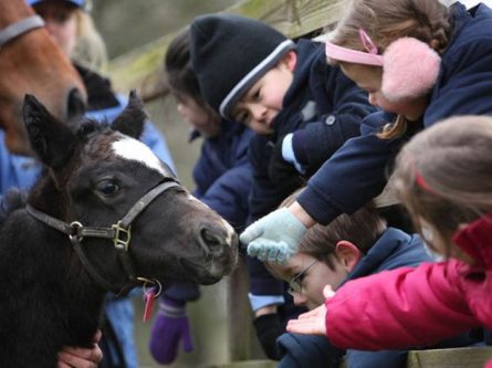 Exploring Nature and Learning at the Irish National Stud & Gardens School Tours-thumbnail
