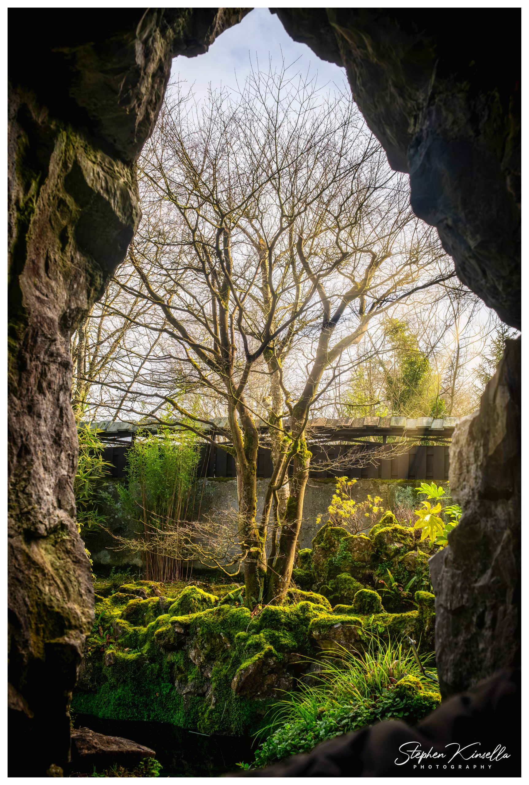 National Tree Week at the Irish National Stud