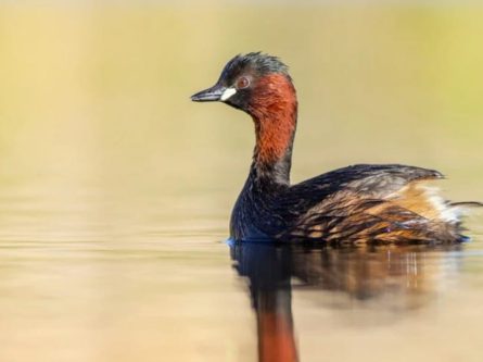 Dave’s Wildlife Journal- Waterbirds-thumbnail