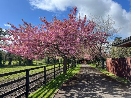 Spring Updates at the Irish National Stud: Cherry Blossoms, Foals, and Ducklings-thumbnail