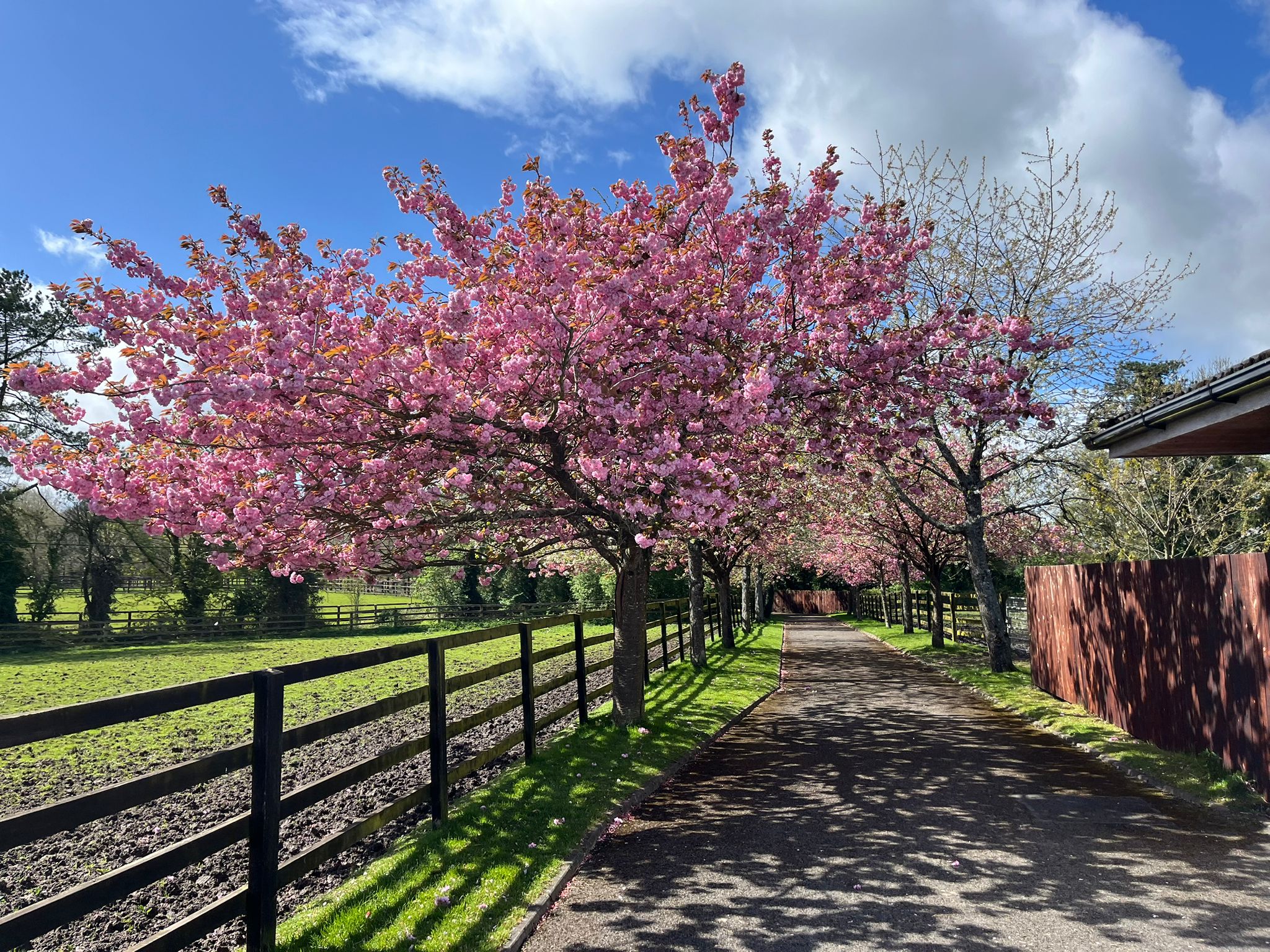 Spring Updates at the Irish National Stud: Cherry Blossoms, Foals, and Ducklings