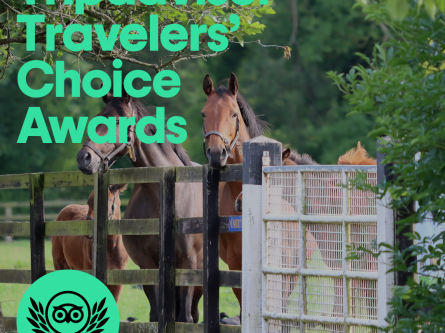 The Irish National Stud Wins a Trip Advisor Travelers’ Choice Award-thumbnail