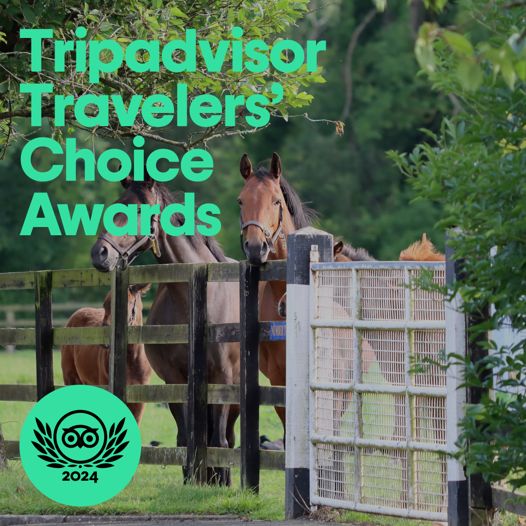 The Irish National Stud Wins a Trip Advisor Travelers’ Choice Award