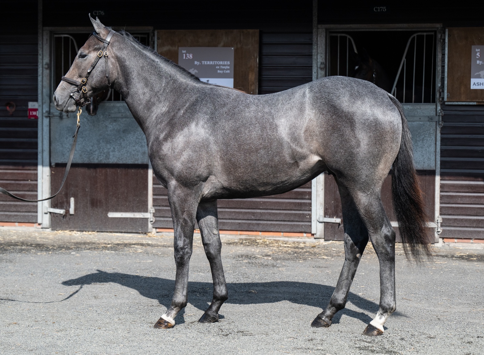 Phoenix of Spain Colt a standout at Goffs UK Premier Yearling Sale