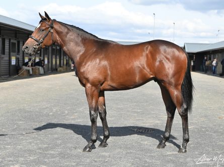 Nando Parrado’s First Yearlings off to a great start at Goffs UK-thumbnail