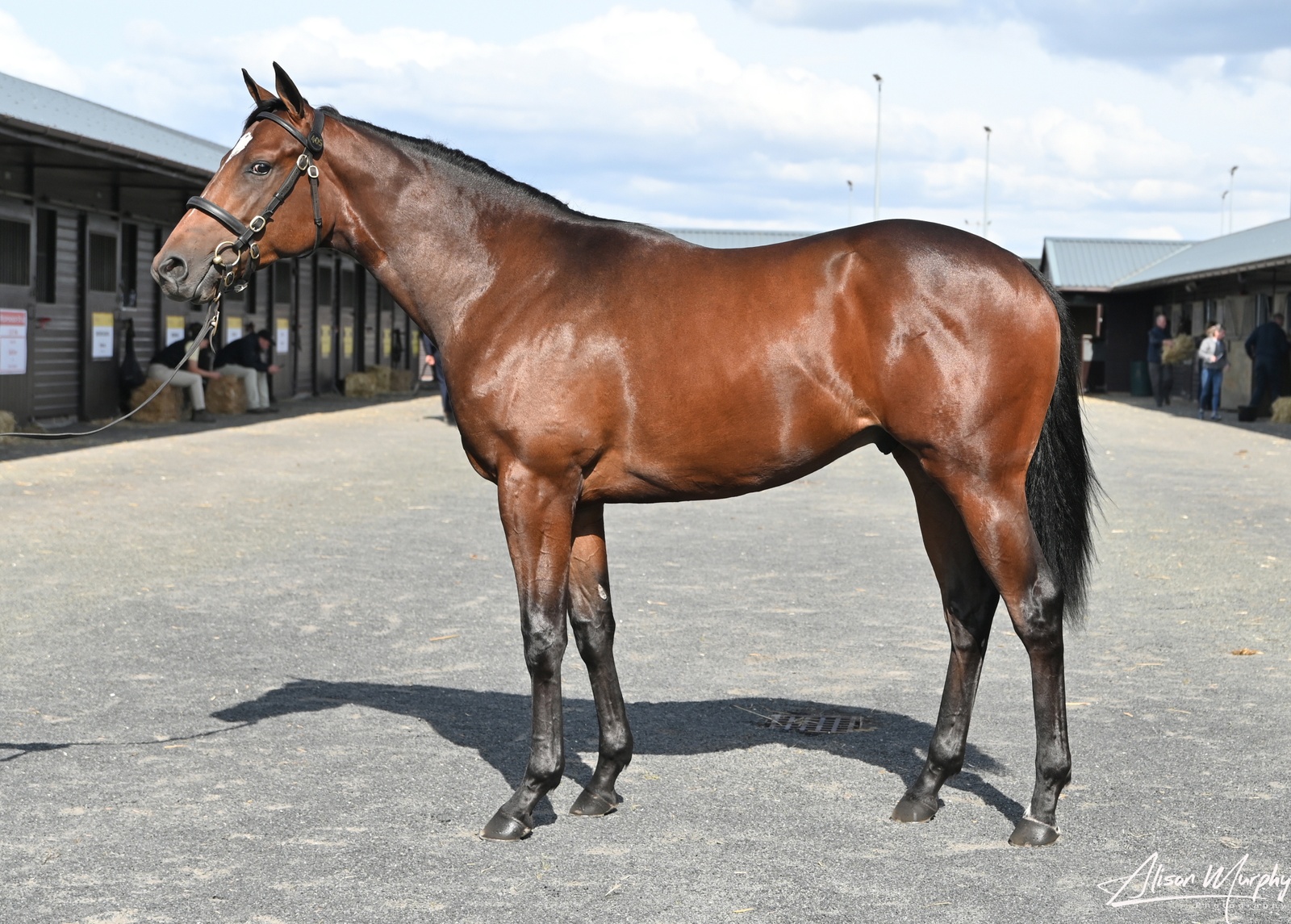 Nando Parrado’s First Yearlings off to a great start at Goffs UK