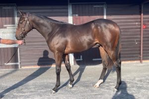 Colt ex Set Fire sells for £52,000