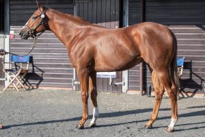 Colt ex Shawaaty goes into training with Tom Dascombe